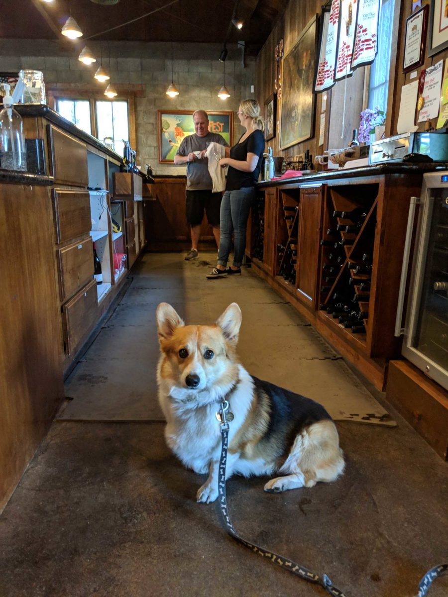 Odin behind the winery counter